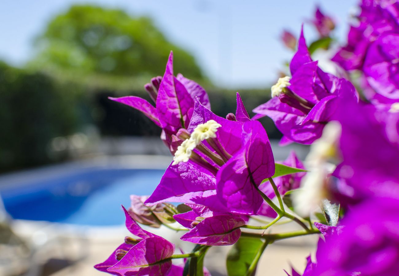 Villa in Albufeira - Villa Tulipa